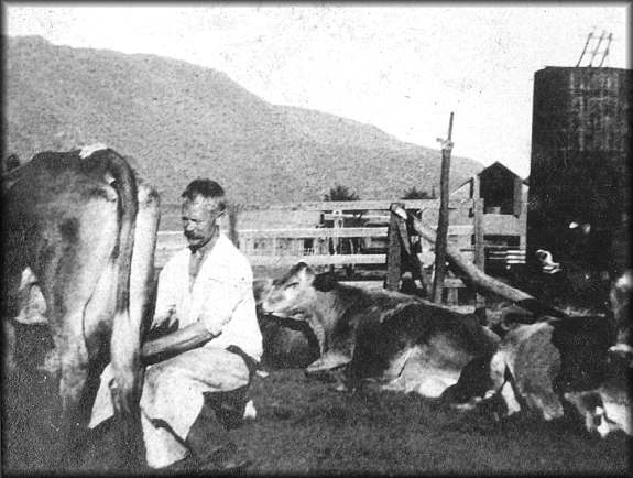 Milking in the Trussell Corral